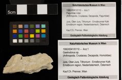 Foto (Objekt + Etiketten) von Gastrodorus sp. (NHMW-GEO-1990-0041-0110)